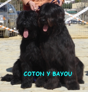 COTON Y BAYOU