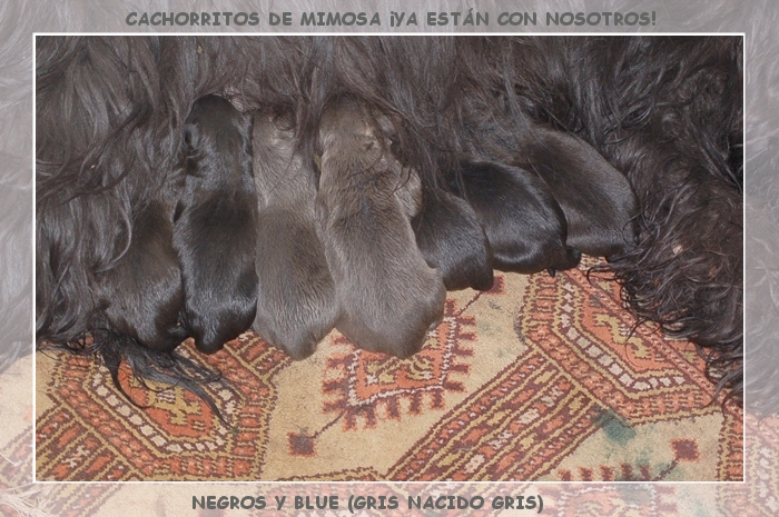 Cachorritos pastor de brie recien nacidos negros y grises