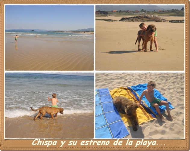 cachorro pastor de brie 5 meses y sus niños en la playa